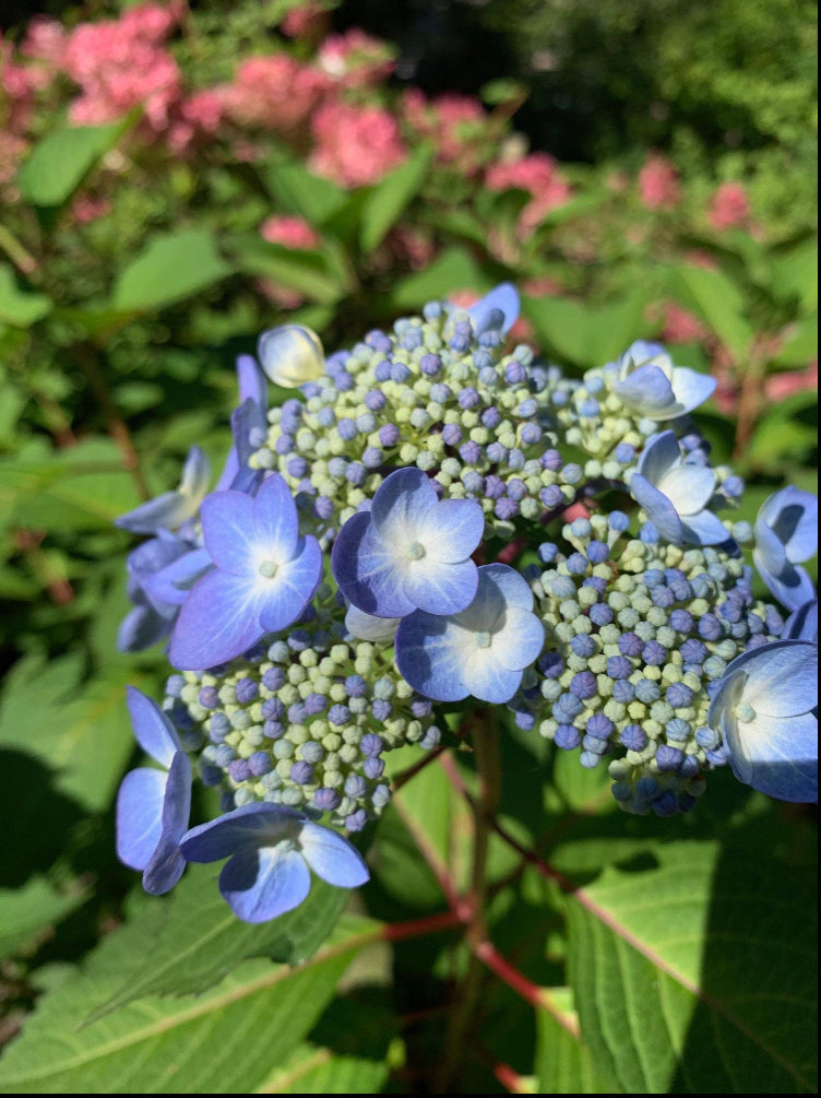 Large Silver Heart Pendant with Real Blue Hydrangeas