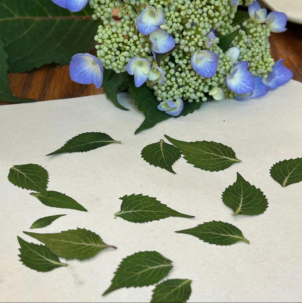 flower pressing hydrangea