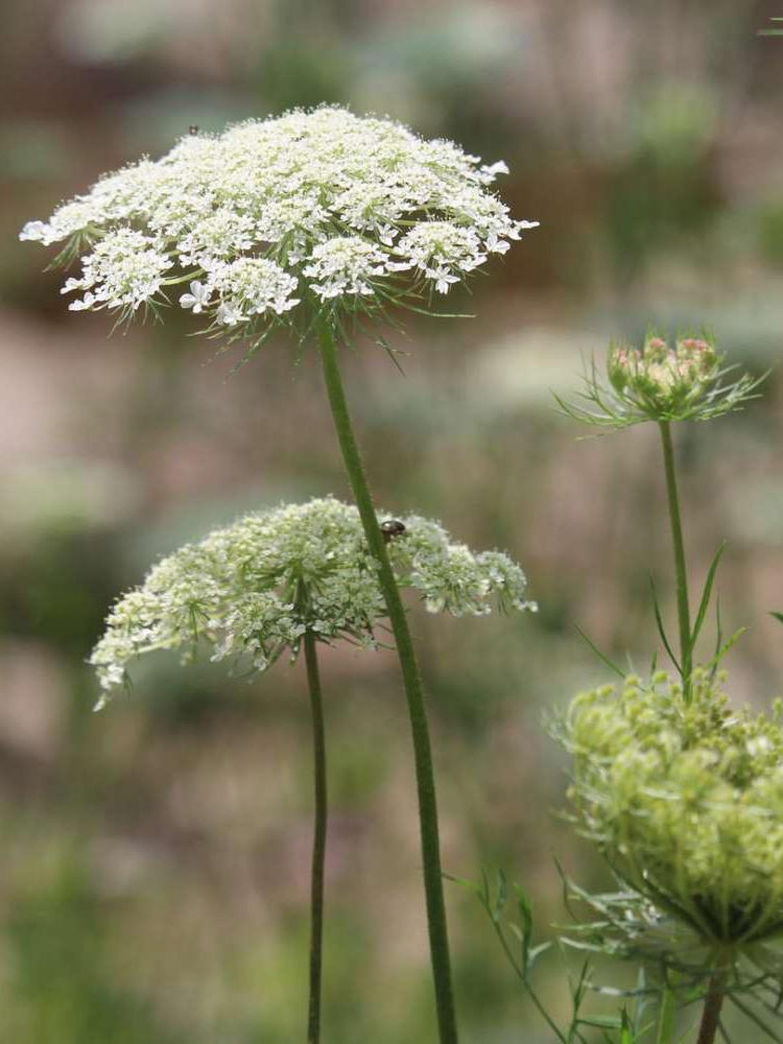 Queen Anne's lace wildflower